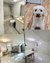 [セネカ大学近く]10/23以降空き 半地下のお部屋 $650 [男女不問、犬がいます！]の画像