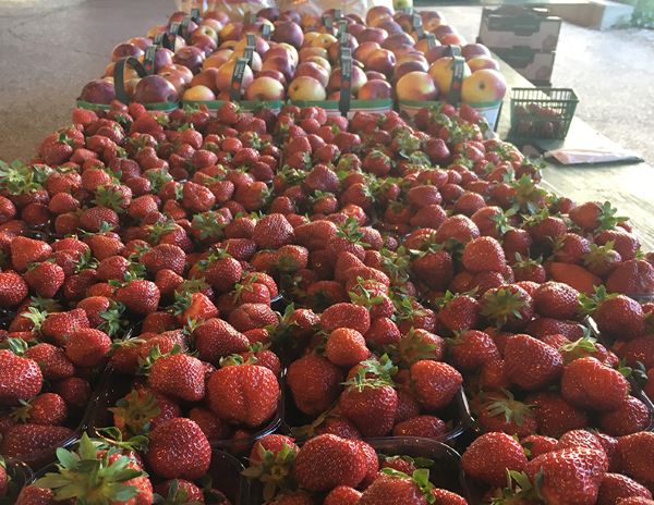 Bloor Borden Farmers’ Market｜6/3（水）〜10/21（水）毎週水曜の画像